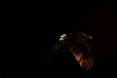 Urhane og havørn — 2