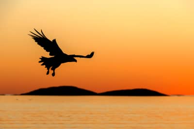 Urhane og havørn — 9