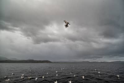 Urhane og havørn — 16