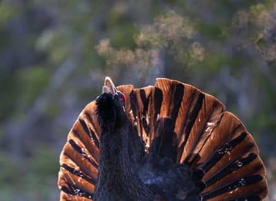 Urhane og havørn — 27