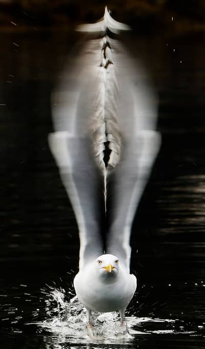 Urhane og havørn — 18