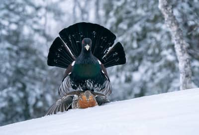 Urhane og havørn — 3