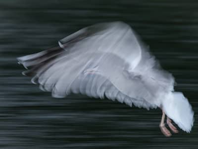 Urhane og havørn — 8