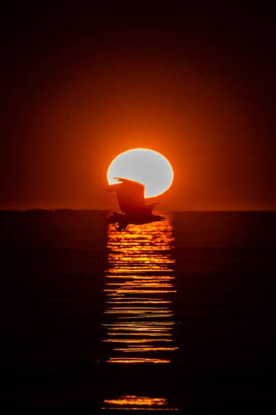 Urhane og havørn — 20