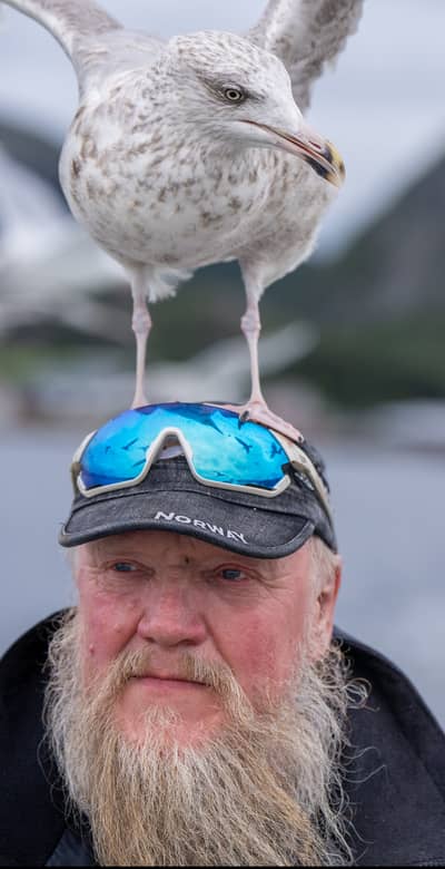 Urhane og havørn — 7