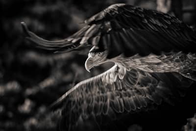 Urhane og havørn — 29