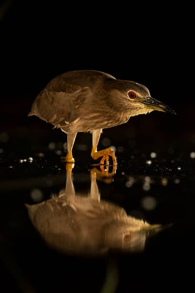 Ungarn forår (kopia) — 10