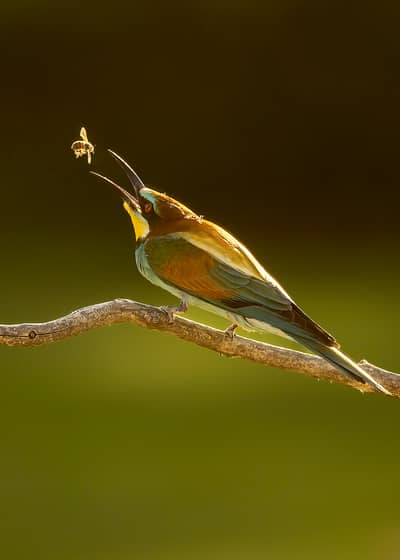 Ungarn forår (kopia) — 30