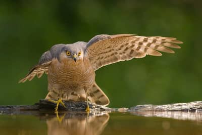 Ungarn forår (kopia) — 15