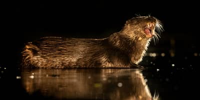 Ungarn forår (kopia) — 9