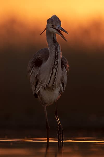 Ungarn forår (kopia) — 34