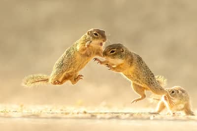 Ungarn forår (kopia) — 13