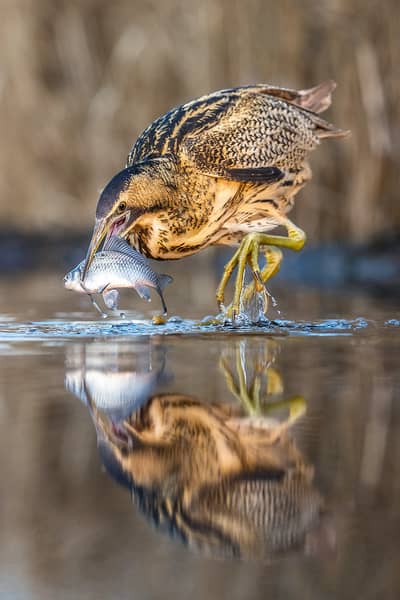 Ungarn forår (kopia) — 28