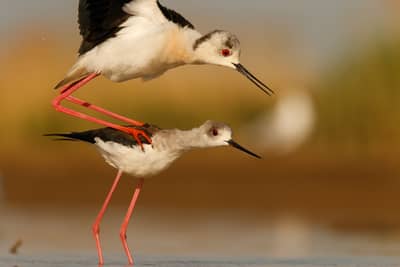 Ungarn forår (kopia) — 19