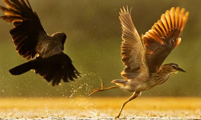 Ungarn forår (kopia) — 43