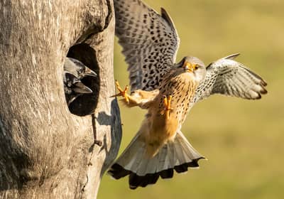 Ungarn forår (kopia) — 29