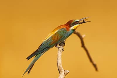 Ungarn forår (kopia) — 23