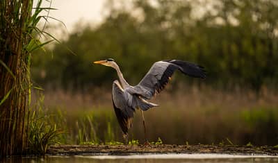 Ungarn forår (kopia) — 31