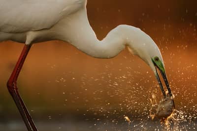 Ungarn forår (kopia) — 20