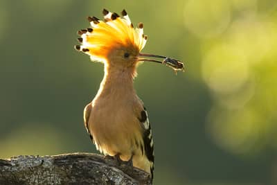 Ungarn forår (kopia) — 26