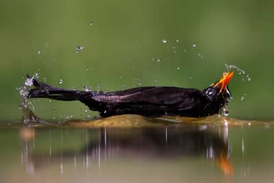 Ungarn forår (kopia) — 6