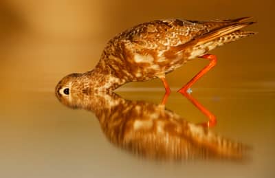 Ungarn forår (kopia) — 11