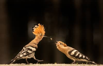 Ungarn forår (kopia) — 39