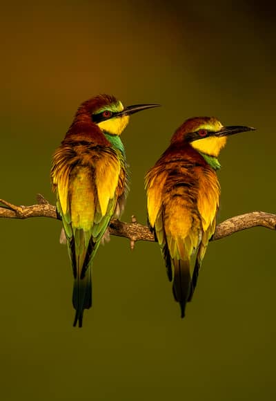 Ungarn forår (kopia) — 41