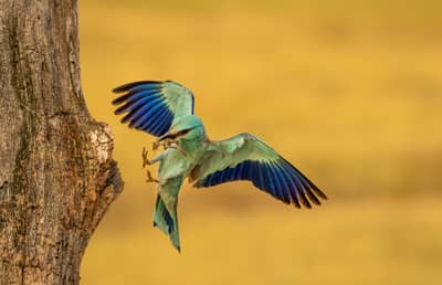 Ungarn forår (kopia) — 45