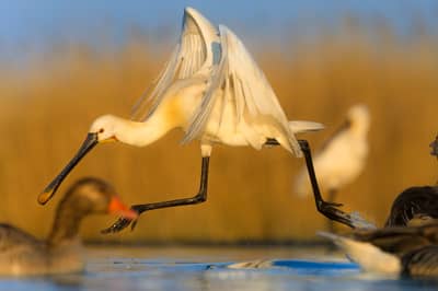 Ungarn forår (kopia) — 21