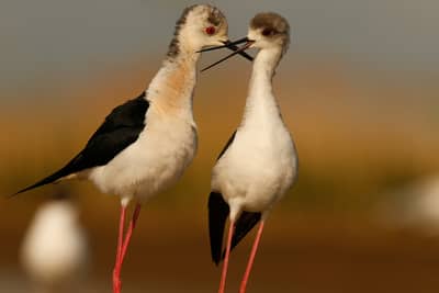 Ungarn forår (kopia) — 46