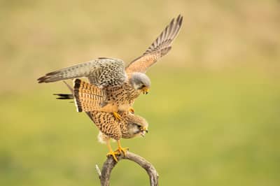 Ungarn forår (kopia) — 14