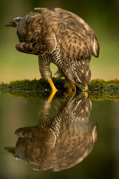 Ungarn forår (kopia) — 18