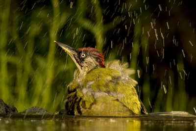 Ungarn forår (kopia) — 17