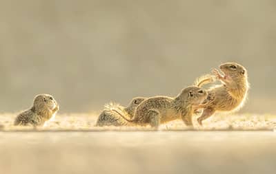 Ungarn forår (kopia) — 16