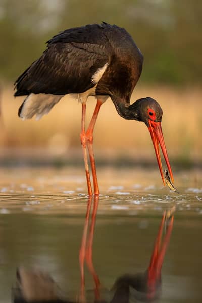 Ungarn forår (kopia) — 5