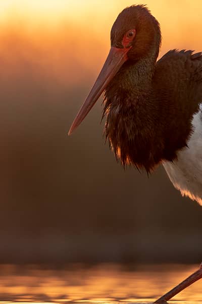 Ungarn forår (kopia) — 25