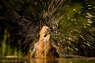 Ungarn forår (kopia) — 42