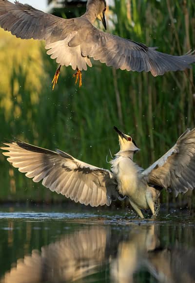 Ungarn forår (kopia) — 35