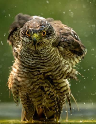 Ungarn forår (kopia) — 37