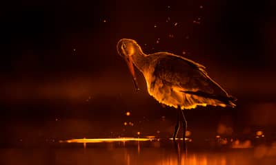 Ungarn forår (kopia) — 7