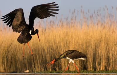 Ungarn forår (kopia) — 4