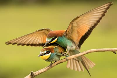 Ungarn forår (kopia) — 40