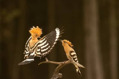 Ungarn forår (kopia) — 22