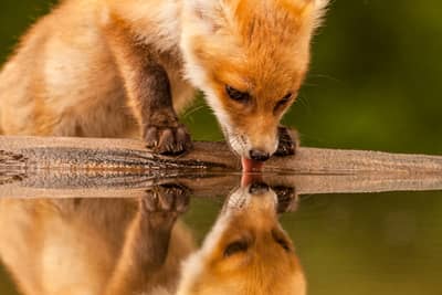 Ungarn forår (kopia) — 24