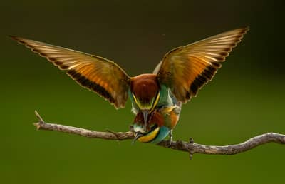 Ungarn forår (kopia) — 44