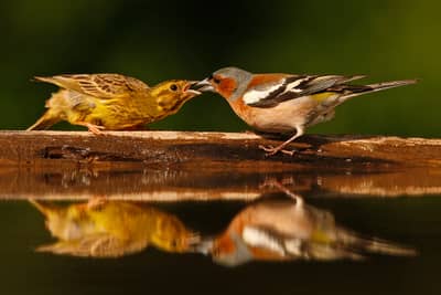 Ungarn forår (kopia) — 8