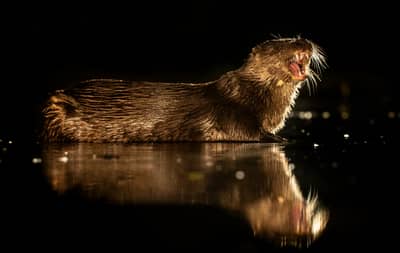 Ungarn forår (kopia) — 32