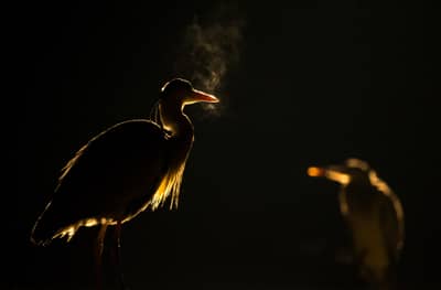 Ungarn vinter — 34