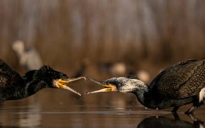 Ungarn vinter — 19